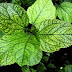 Foods to detoxify the body