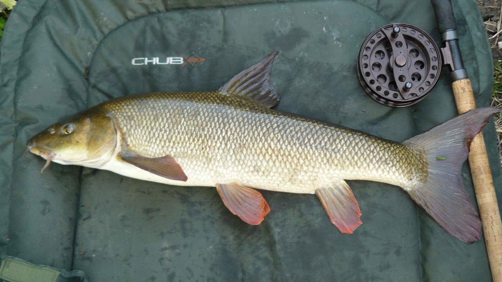Piscatorial Quagswagging.... A 'Brook' Barbel...