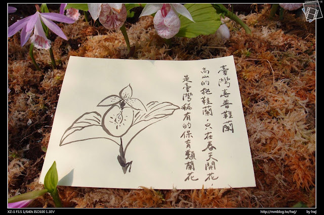 2013-03-23 梅峰農場 春之饗宴 台大森林實驗林_台灣喜普鞋蘭--拖鞋蘭的一種