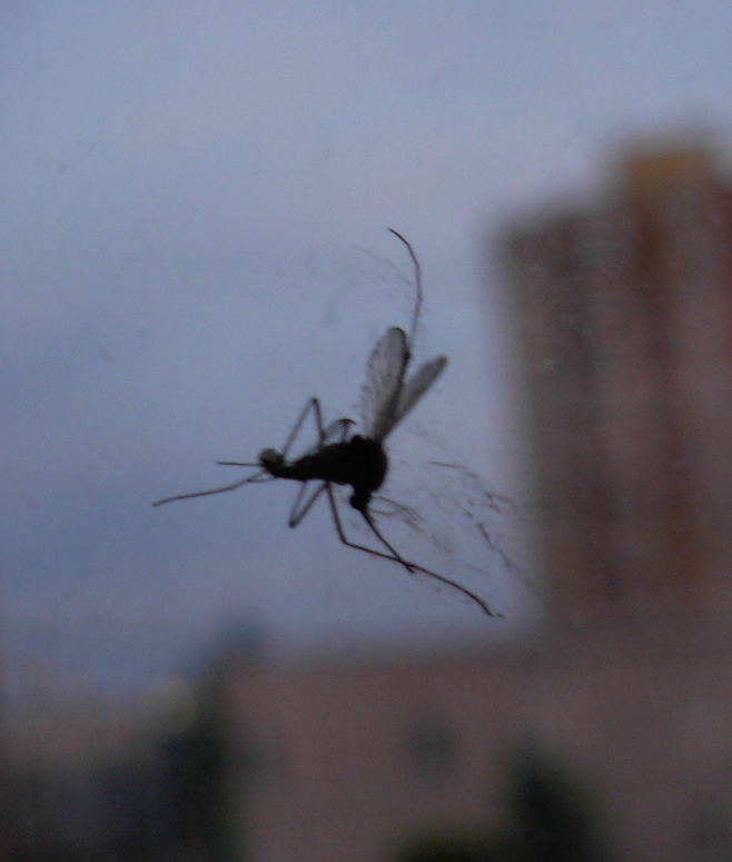 Time In A Blogttle CANADIAN MOSQUITOES