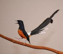 Burung Murai Batu
