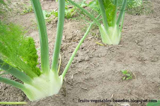benefits of eating fennel benefits_of_eating fennel_fruits-vegetables-benefits.blogspot.com(9)