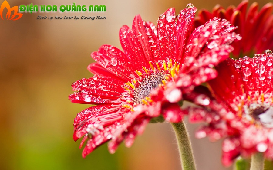 [Image: Nhung-loai-hoa-nen-chung-trong-nha-ngay-tet-5.jpg]