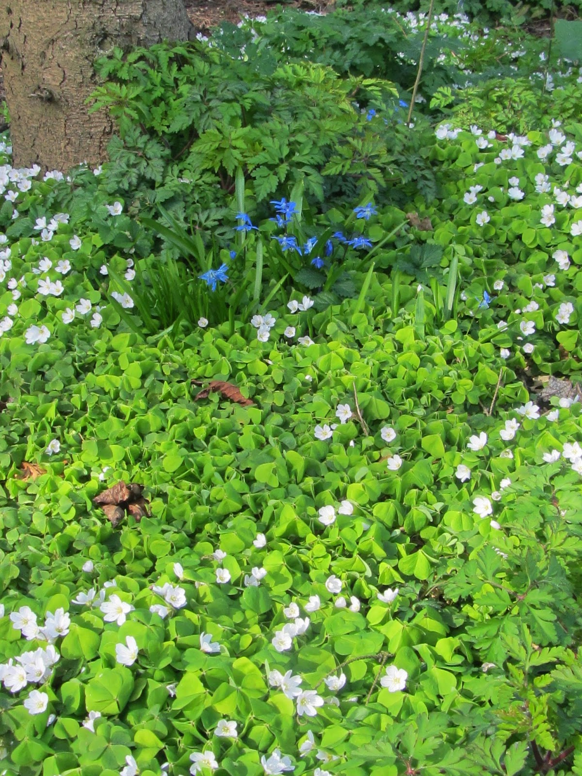 Jan wilde een tuin: maart 2014 Grot bouwen de kwekerij