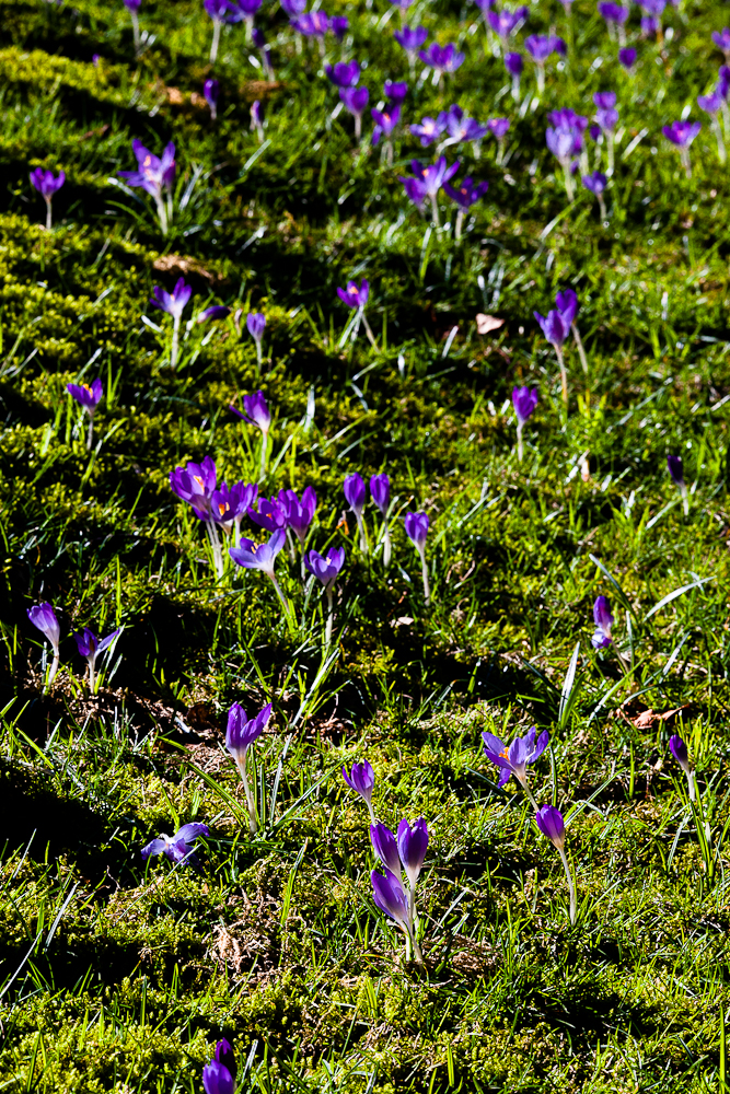 Kreider's Korner Photographs February Flowers in Vancouver