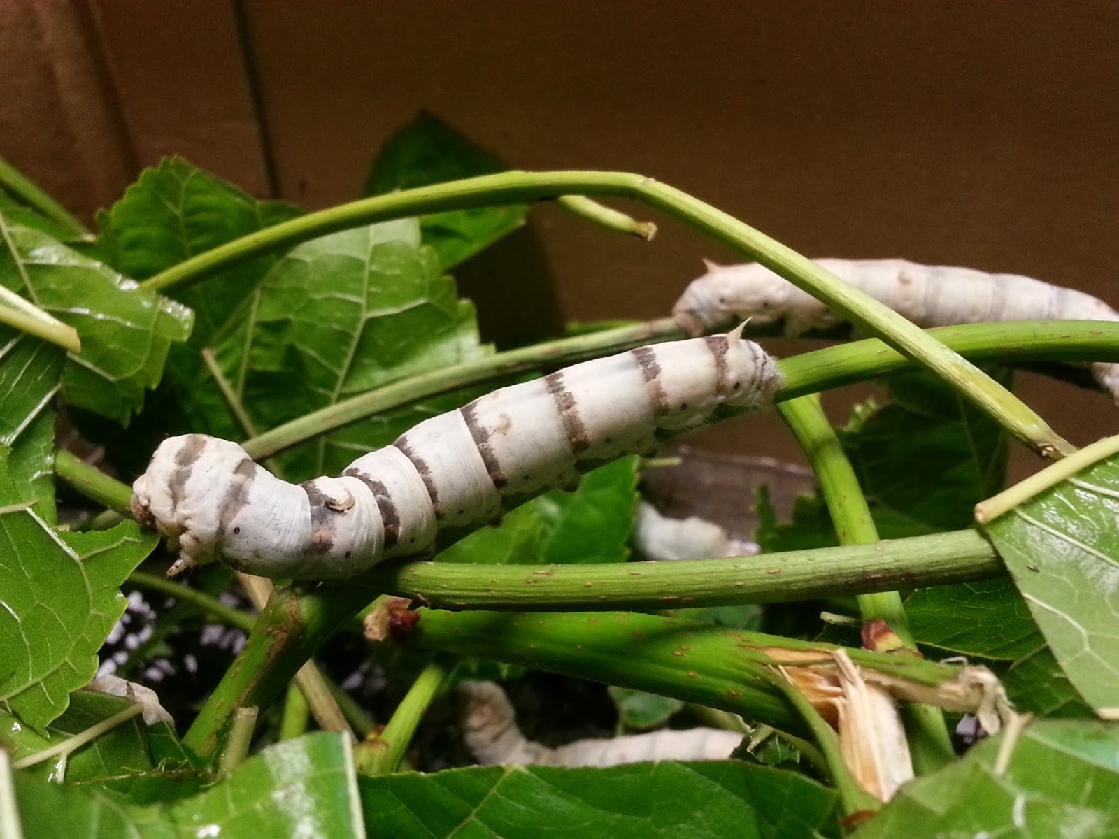 Amazing Silkworms "Instars" Developmental stages of the silkworm larva/caterpillar