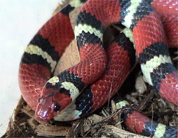 Amazing Colorful Snakes Most Beautiful Venomous Snakes of the World Lampropeltis triangulum elapsoides 19.+Scarlet+Kingsnake Amazing Colorful Snakes Most Beautiful Venomous Snakes of the World