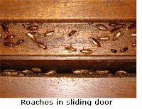 Cockroaches in Sliding door Cockroaches in Sliding door