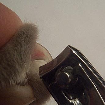 Can You Use Normal Nail Clippers On Dogs Can You Use Normal Nail Clippers On Dogs