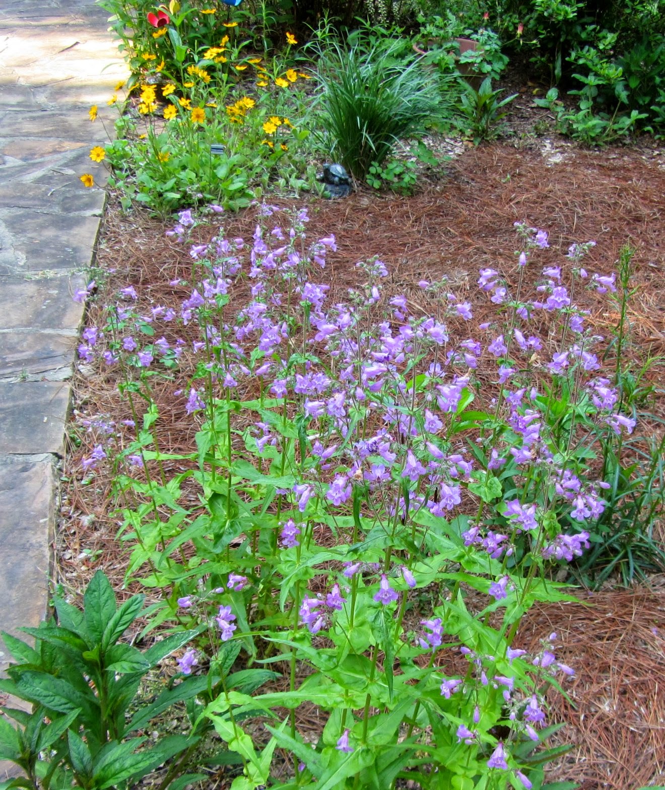 Using Native Plants Awesome, Easy, Native Perennials for