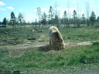 Grizzly bear bear world grizzly bear