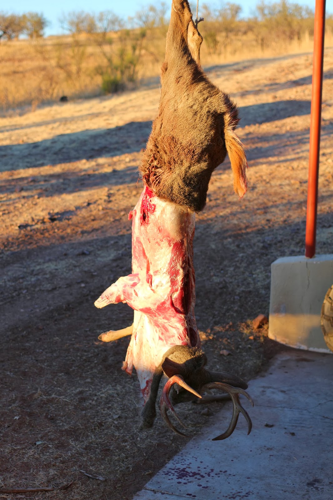 Packing+a+Coues+Deer+out+after+a+successful+hunt+in+Sonora+Mexico+with+Colburn+and+Scott+Outfitters+Photo+and+picture+10.JPG
