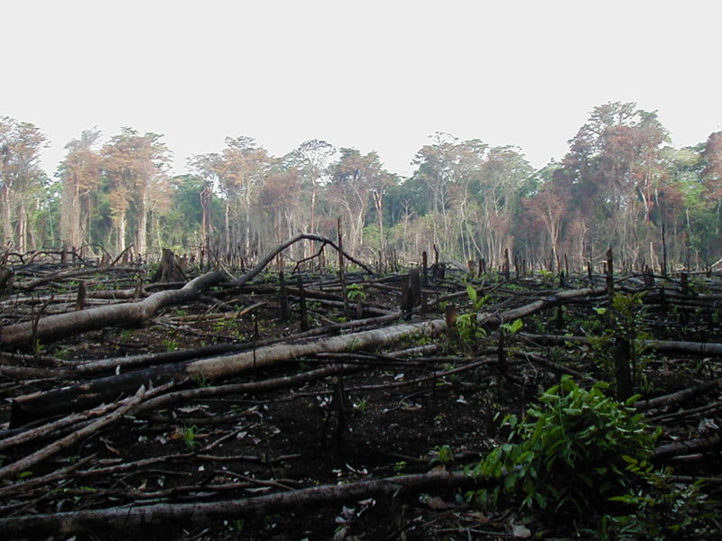 Tropical Rainforest Deforestation