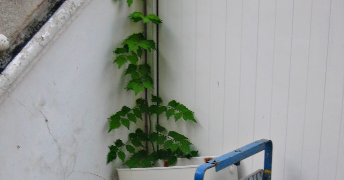 Ayse�s World Rodos Rehberi Konu3 Çok tuhaf şeyler!