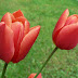 Tulip Flowers