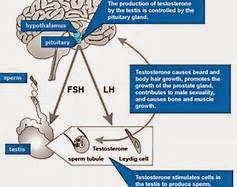 Testosterone