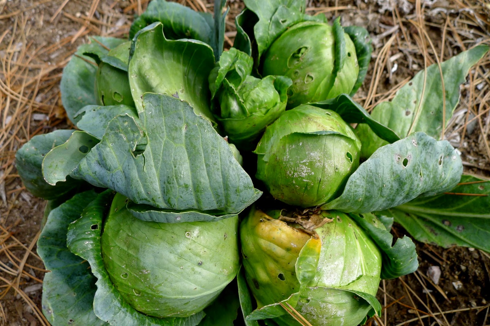 Less Noise, More Green Planting garlic and strawberry runners and