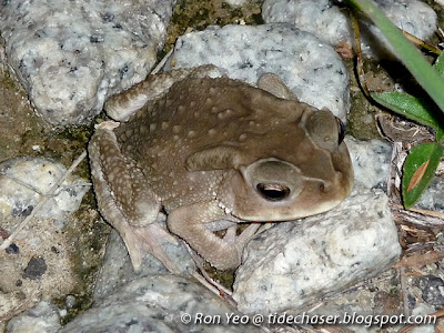 Asian Toad (Duttaphrynus melanostictus)