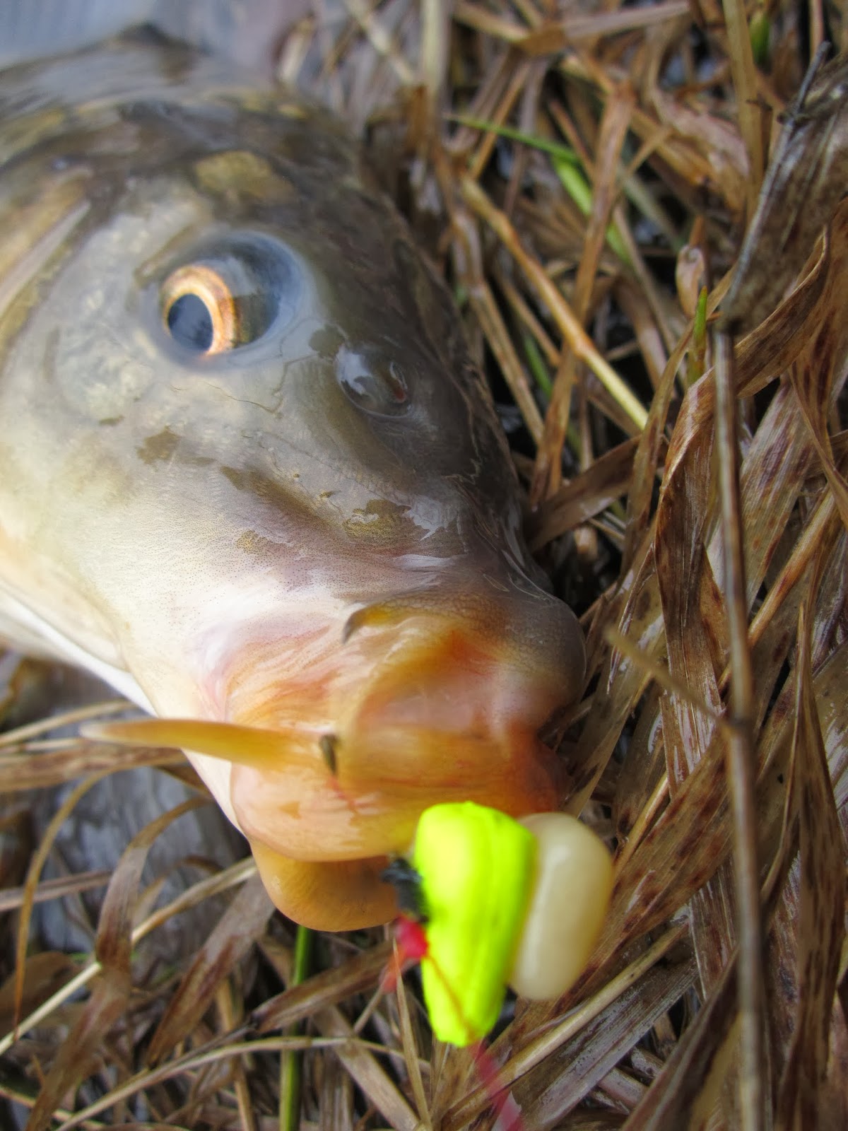 Rhode Island Carp Fishing Berkley Gulp Artificial Corn