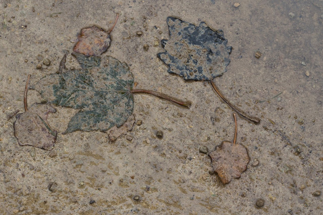 leaves on gravel
