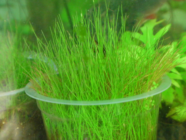 Aquascape Bogor Tanaman Aquascape Bogor
