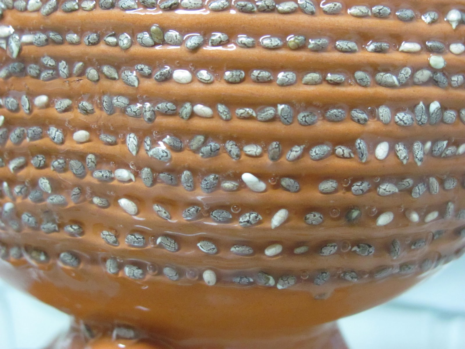 Tranquil Contemplations Chia pet day two Germination and contemplations