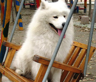 Cute samoyed Puppies Photos Cute samoyed Puppies Photos