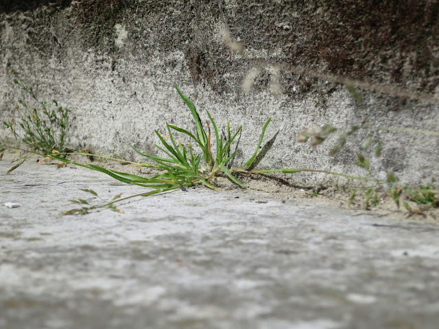 Flowering grass plant in angle of grey, stone step.