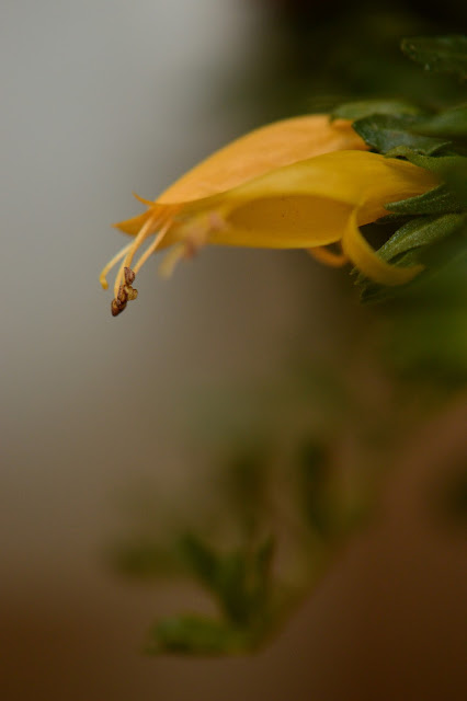 Eremophila "Outback Sunrise", Monday Vase meme, small sunny garden, desert garden