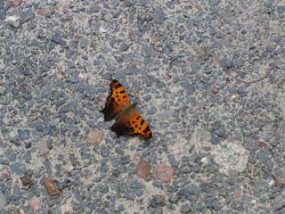 butterfly (moth?) on a gravel driveway photo of a butterfly (moth?) on a gravel driveway