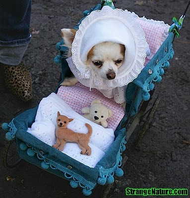 Animal Funny Picture