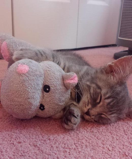 Котенок из приюта и его любимый бегемот Котенок из приюта и его любимый бегемот