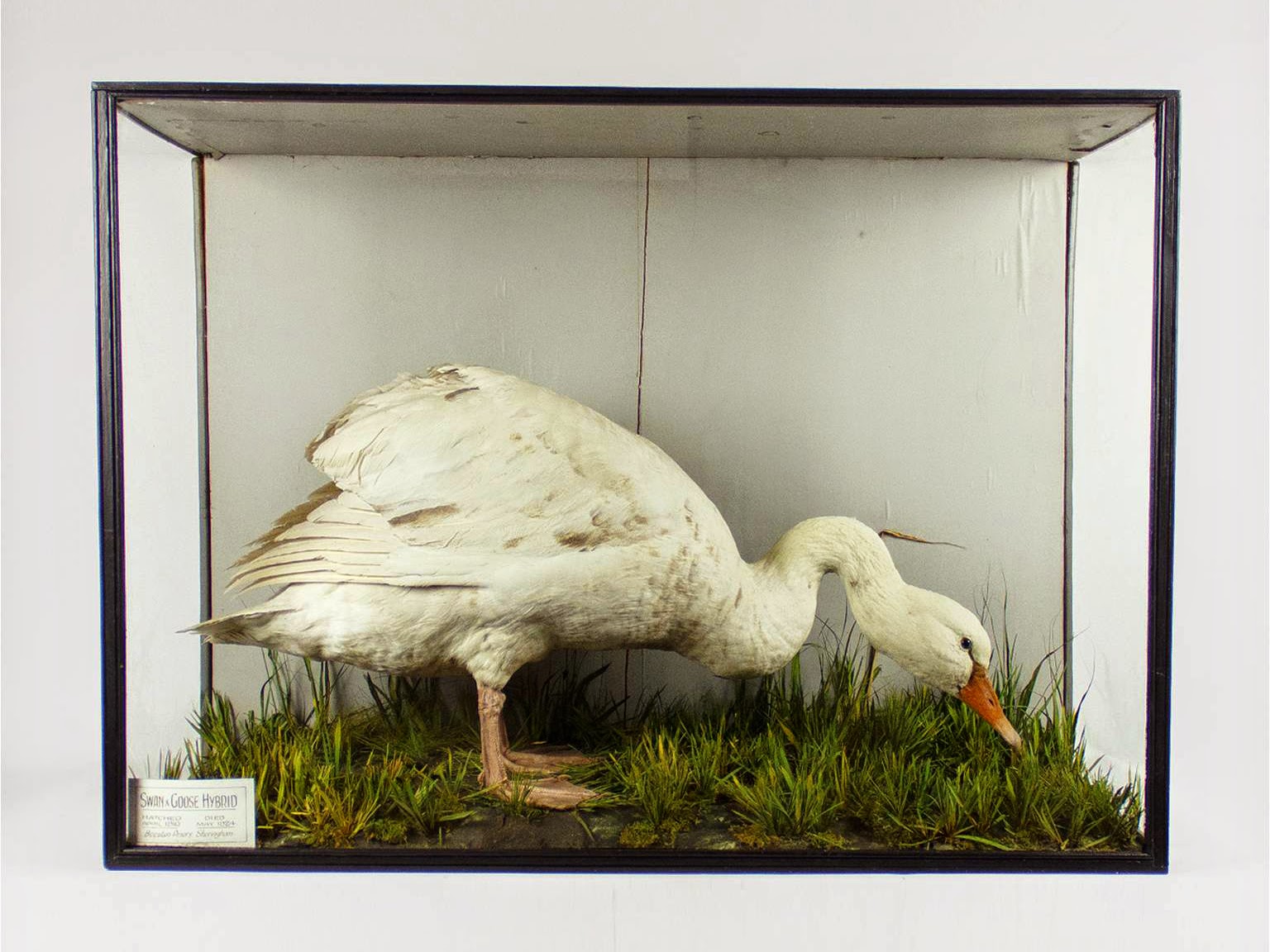 Bird Hybrids Greylag Goose x Mute Swan