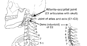 atlanto occipital joint