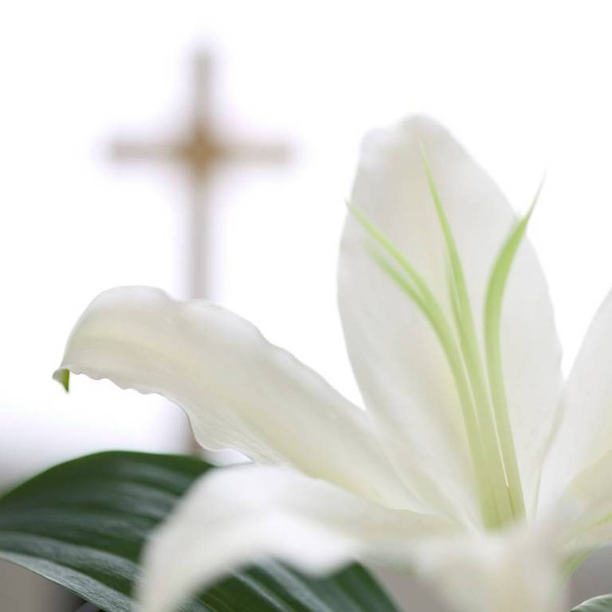 Bible And Lily