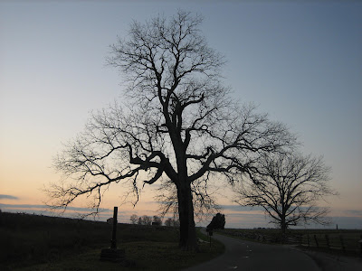 The Tree Pictures ~ Hits All