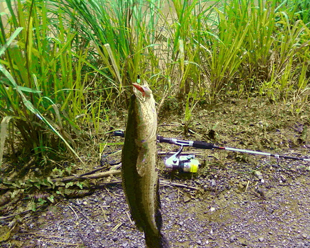 Umpan Mancing Gabus Vtwctr