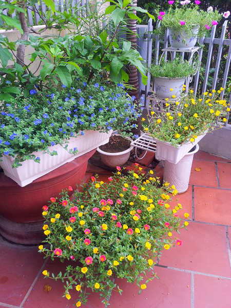 [Image: ngoi-nha-no-hoa-muoi-gio-dep-4.jpg]