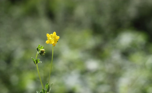 Birds-Foot Trefoil Flowers Birds-Foot Trefoil Flowers