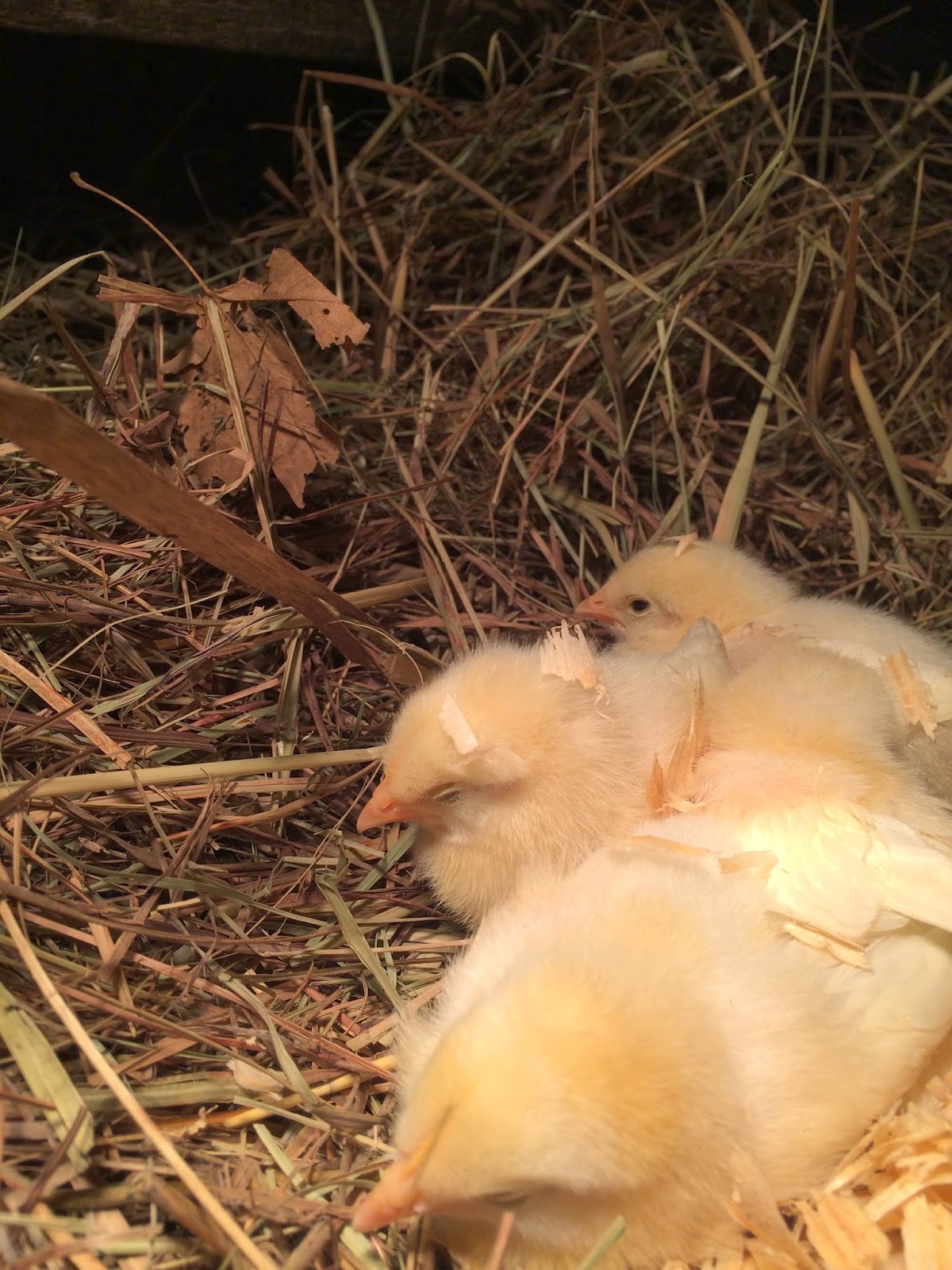 Backyard Chickens Round 2 - Welcome Home Winnie(s) Taking care of our backyard pullets on our little farm