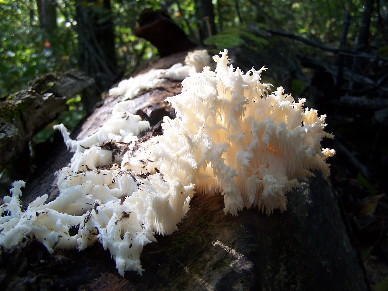 Wild Edible Mushrooms of Alberta The InterScience Cup