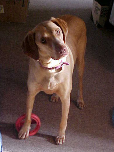 Maggie the Vizsla