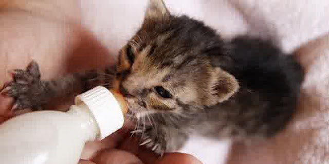 Apakah Boleh Memberi Susu SGM Kepada Bayi Kucing?