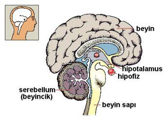 h__pof__z_resm___1241916756%5B1%5D.jpg