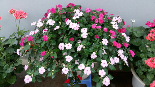 [Image: me-tre-trong-vuon-ngap-sac-hoa-tai-thien...chau-5.jpg]