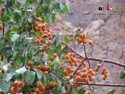 Welcome to the Land of apricots - Dah Village Welcome to the Land of apricots - Dah Village