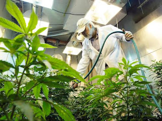 Amsterdã irá manter a venda de maconha para estrangeiros Amsterdã irá manter a venda de maconha para estrangeiros