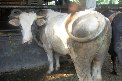 harga sapi qurban kambing kurban 2013 jenis 1 harga sapi qurban kambing kurban 2013 15 jenis 1