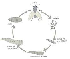 ceratitis capitata life cycle pdf