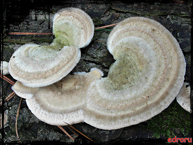 Trametes hirsuta